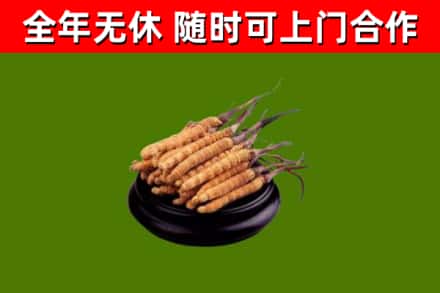 民勤县回收散虫草